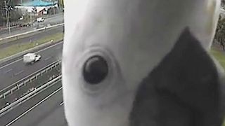 Curious cockatoo plays peek-a-boo with road camera