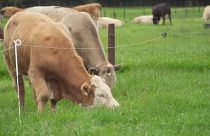 Vacas a pastar a propósito dos cortes na PAC