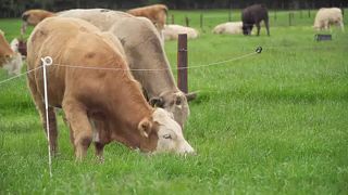 Vacas a pastar a propósito dos cortes na PAC