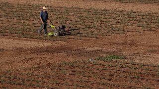 EU-büdzsé: sokat bukhatnak a magyar gazdák