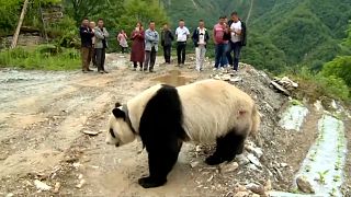 Çin'de köylülerin davetsiz misafiri: Sevimli panda