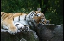 Capturados os animais que fugiram do zoo na Alemanha