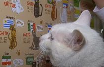 Αχιλλέας: Ο γάτος «προγνώστης» του Μουντιάλ της Ρωσίας!