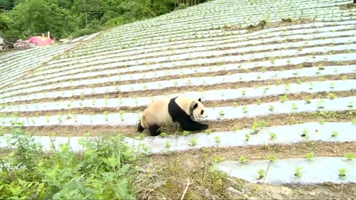 Quando um panda gigante visita a aldeia
