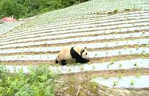 Quando um panda gigante visita a aldeia