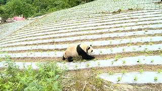Quando um panda gigante visita a aldeia