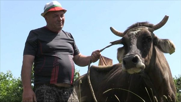 Спасти корову Пенку Спасти корову Пенку