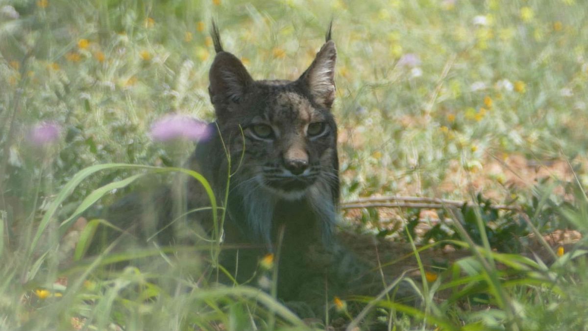 Endangered Iberian lynx spotted in Catalonia for first time in over 100 years
