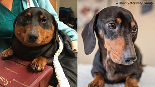 Sausage dog’s windpipe injury causes him to ‘blow up like a balloon’
