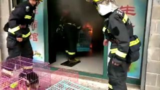 Τρία κουταβάκια πέθαναν μετά από φωτιά σε pet shop