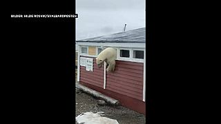 Video: Ein Eisbär im Hotel auf Spitzbergen