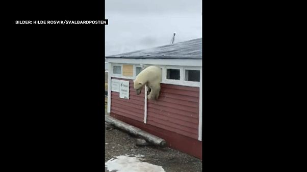 Video: Ein Eisbär im Hotel auf Spitzbergen Video: Ein Eisbär im Hotel auf Spitzbergen