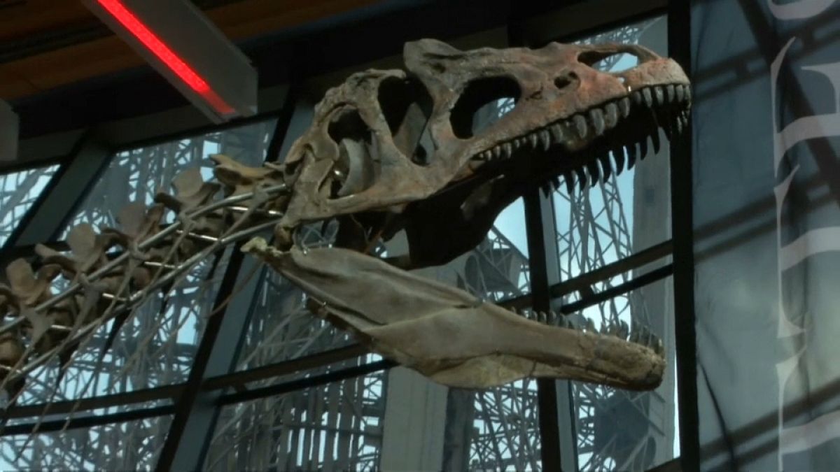 Dev dinozor iskeleti Fransa'da açık artırmayla satıldı