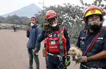 Bombeiros ajudam cachorro entre as cinzas do Vulcão de Fogo