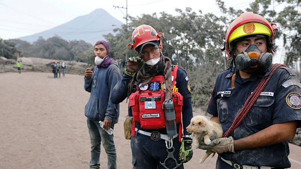 Bombeiros ajudam cachorro entre as cinzas do Vulcão de Fogo Bombeiros ajudam cachorro entre as cinzas do Vulcão de Fogo