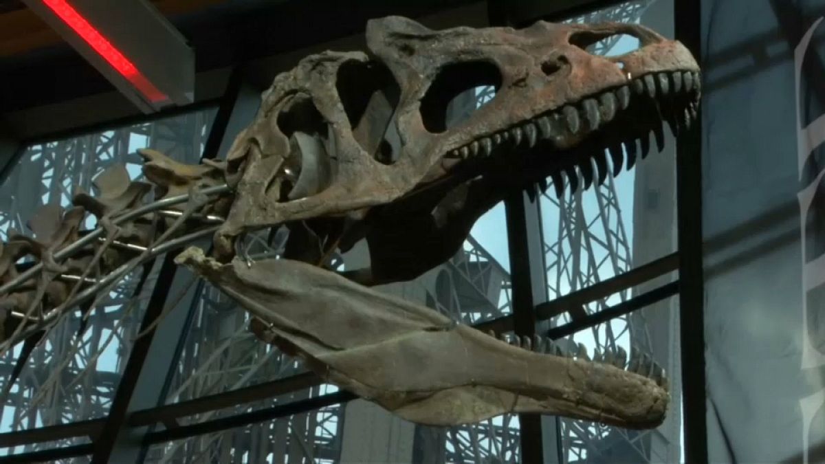 An unidentified dinosaur sells for over 2 million Euros at Paris Auction