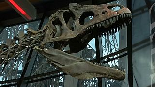 An unidentified dinosaur sells for over 2 million Euros at Paris Auction