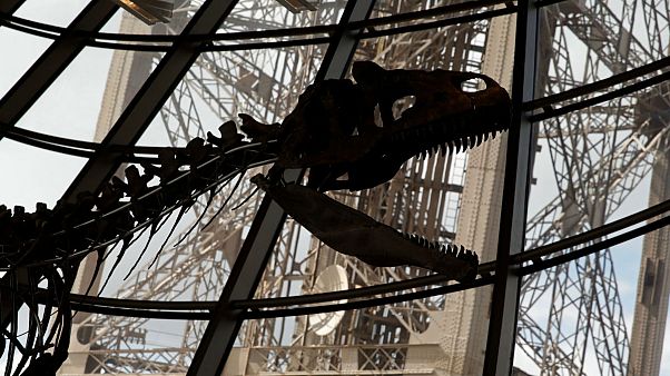 2,3 millió dollár a titokzatos dinoszauruszért 2,3 millió dollár a titokzatos dinoszauruszért