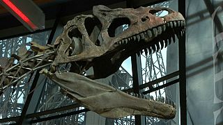 Un dinosaure "inconnu" acheté 2 millions d'euros