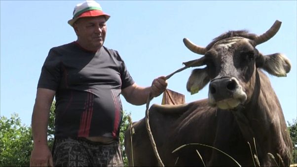 Bulgarian Ivan Haralampiev forced to part with his pregnant cow, Penka Bulgarian Ivan Haralampiev forced to part with his pregnant cow, Penka