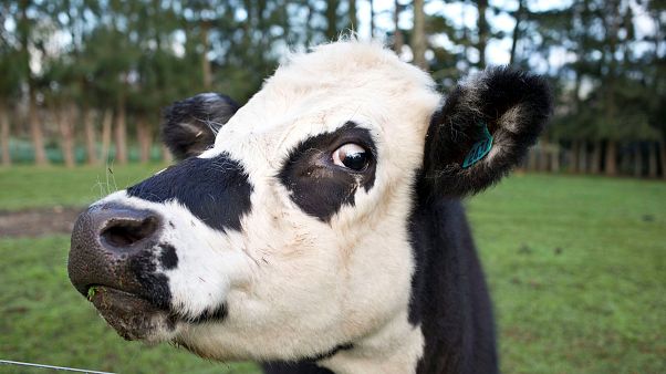 EU Agriculture proposals a 'greenwash' EU Agriculture proposals a 'greenwash'
