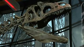 La venta de un dinosaurio desata las críticas de los paleontólogos