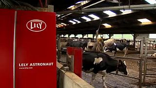 Забота о скоте на "умной" ферме в Бельгии