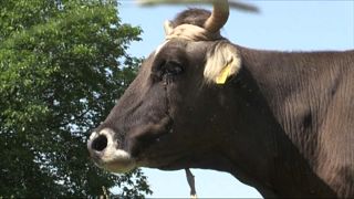 البقرة "بينكا" تواجه الإعدام بعد عبورها حدود الاتحاد الأوروبي بشكل غير قانوني