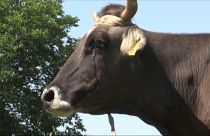 Penka, la vaca condenada a muerte por no saber de fronteras