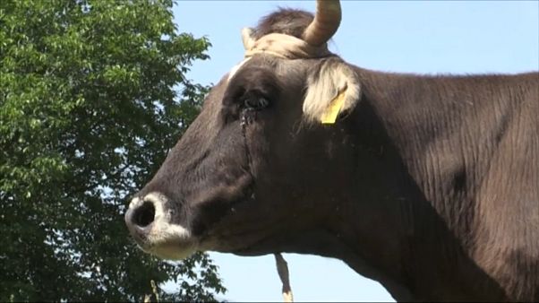 Penka, la vaca condenada a muerte por no saber de fronteras Penka, la vaca condenada a muerte por no saber de fronteras