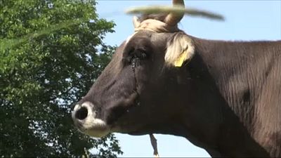 Határsértésért ölhetnek meg egy tehenet Bulgáriában