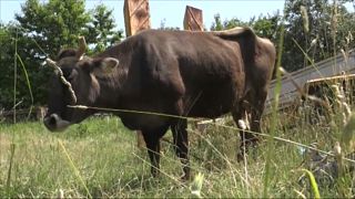 Vaca búlgara condenada por pular a cerca