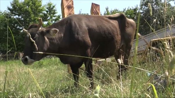 Vaca búlgara condenada por pular a cerca Vaca búlgara condenada por pular a cerca