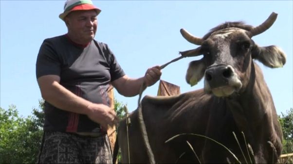 Le leggi Ue condannano a morte Penka, la mucca 'clandestina' Le leggi Ue condannano a morte Penka, la mucca 'clandestina'