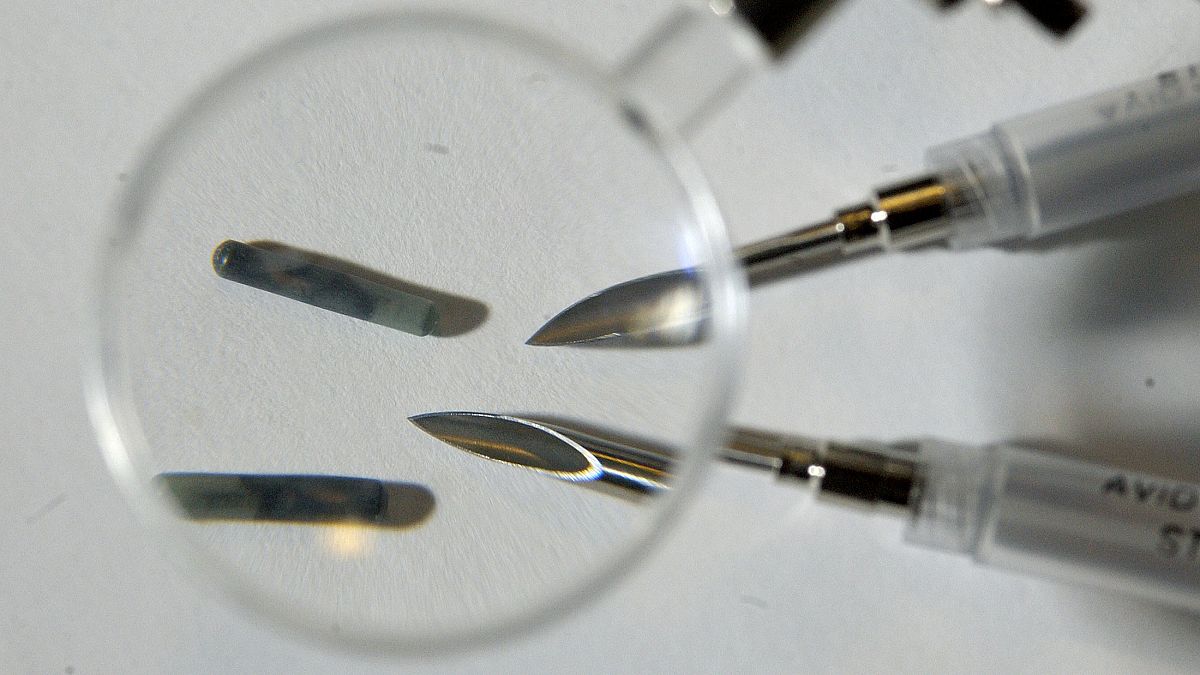 Mikrochips von rund 12 mm Länge werden unter die Haut gepflanzt