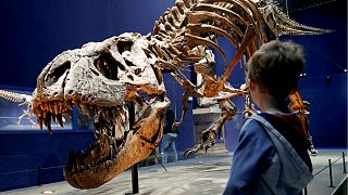 الهيكل العظمي لتيرانوصور عمره 67 مليون سنة - المصدر: رويترز.