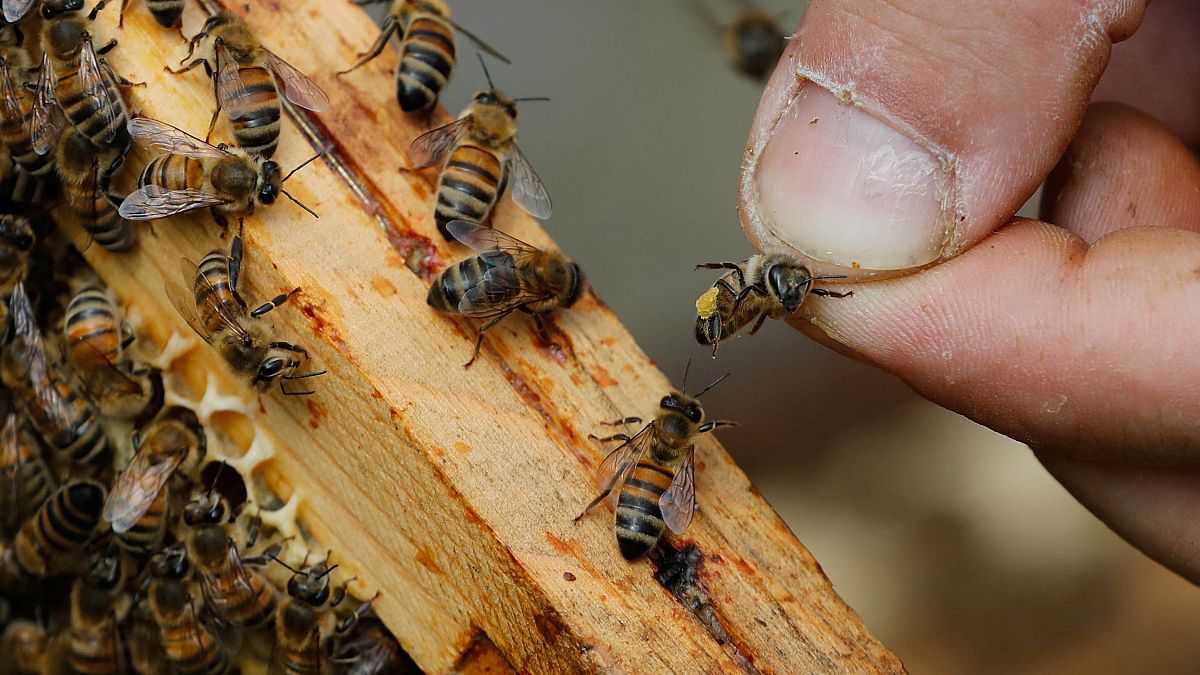 Photo prétexte : manif des apiculteurs 7/06/2018 à Paris.