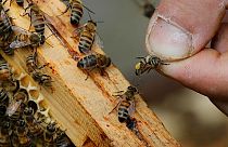 Rekordszámban pusztulnak a méhek Franciaországban
