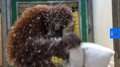 Orangutan makes winter wonderland of faux snow