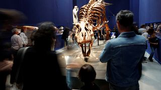 Trix, t-Rex de 67 millions d'années, est exposé à Paris