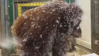 Chaos im Zoo: Orang-Utan baut Nest aus Schnee
