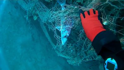 A diver rescues a fish trapped in a discarded fishing net