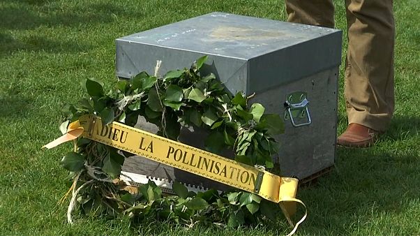 Beekeepers mourn declining bee numbers Beekeepers mourn declining bee numbers