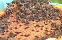 Tüntetés a méhekért