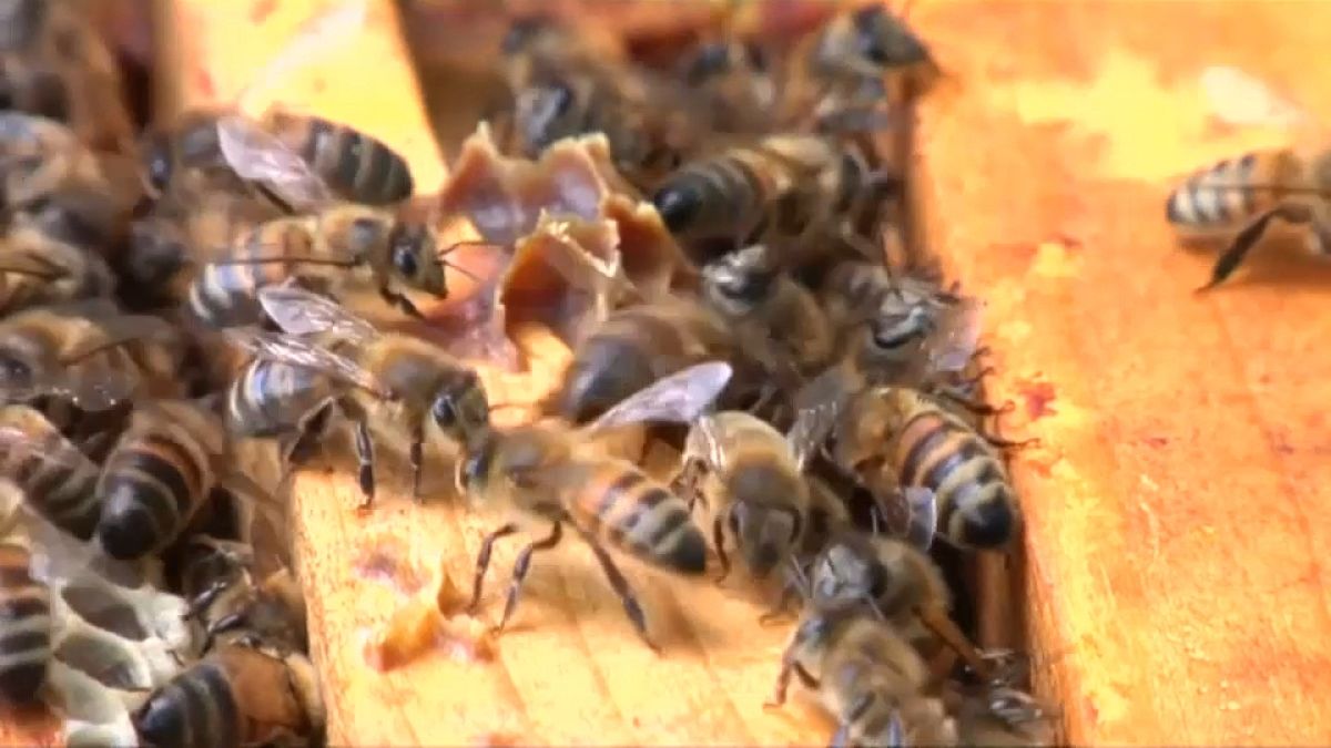 Apicultores franceses: "Salvem as abelhas!"