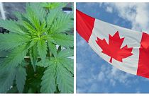 کانادا یک گام به مصرف قانونی ماریجوانا نزدیک شد