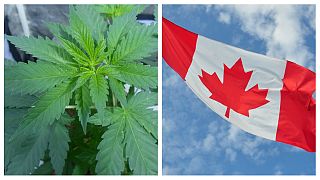 کانادا یک گام به مصرف قانونی ماریجوانا نزدیک شد