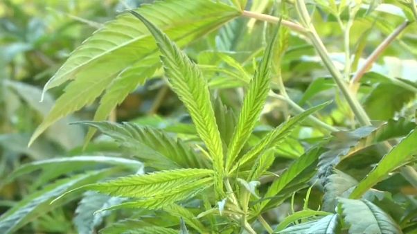 Canadá, cada vez más cerca de legalizar la marihuana Canadá, cada vez más cerca de legalizar la marihuana
