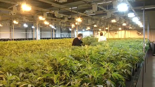 A kanadai szenátus elfogadta, már csak a parlamentnek kell döntenie a kannabisz legalizálásáról A kanadai szenátus elfogadta, már csak a parlamentnek kell döntenie a kannabisz legalizálásáról