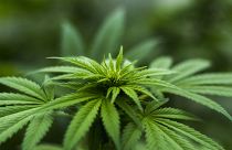 Un pas de plus vers la légalisation du cannabis au Canada